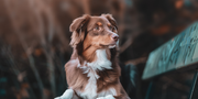 Best Dog Kidney Supplements: Ayurvedic Support for Strong Kidney Function
